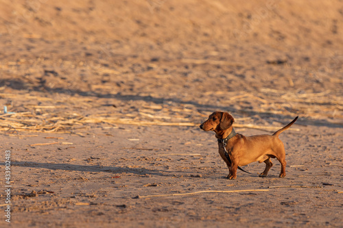 dachshund dog on an evening walk  dog walking on the beach