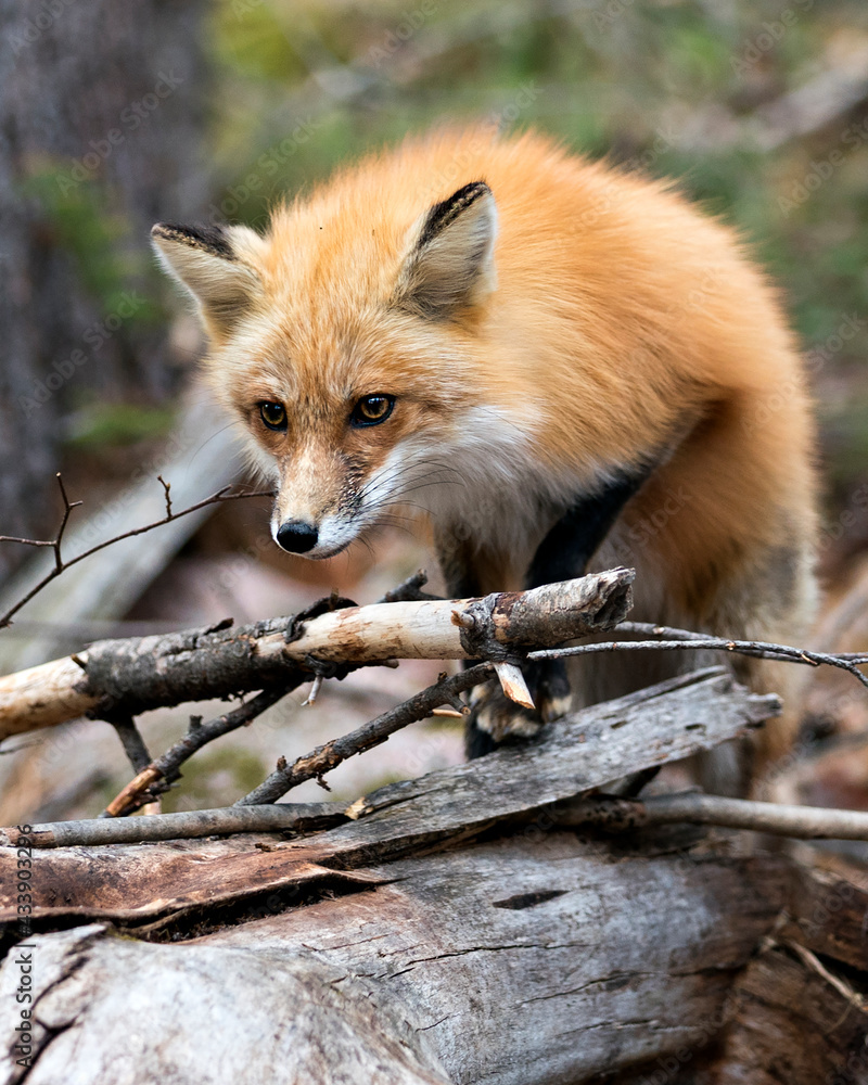 Obraz premium Red Fox Photo Stock. Fox Image. Head close-up profile view with a blur background in its environment and habitat. Picture. Portrait. Photo. Head Shot.