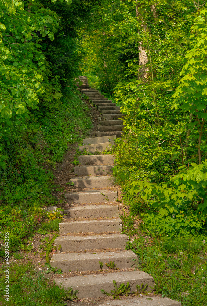 stairs between trees
