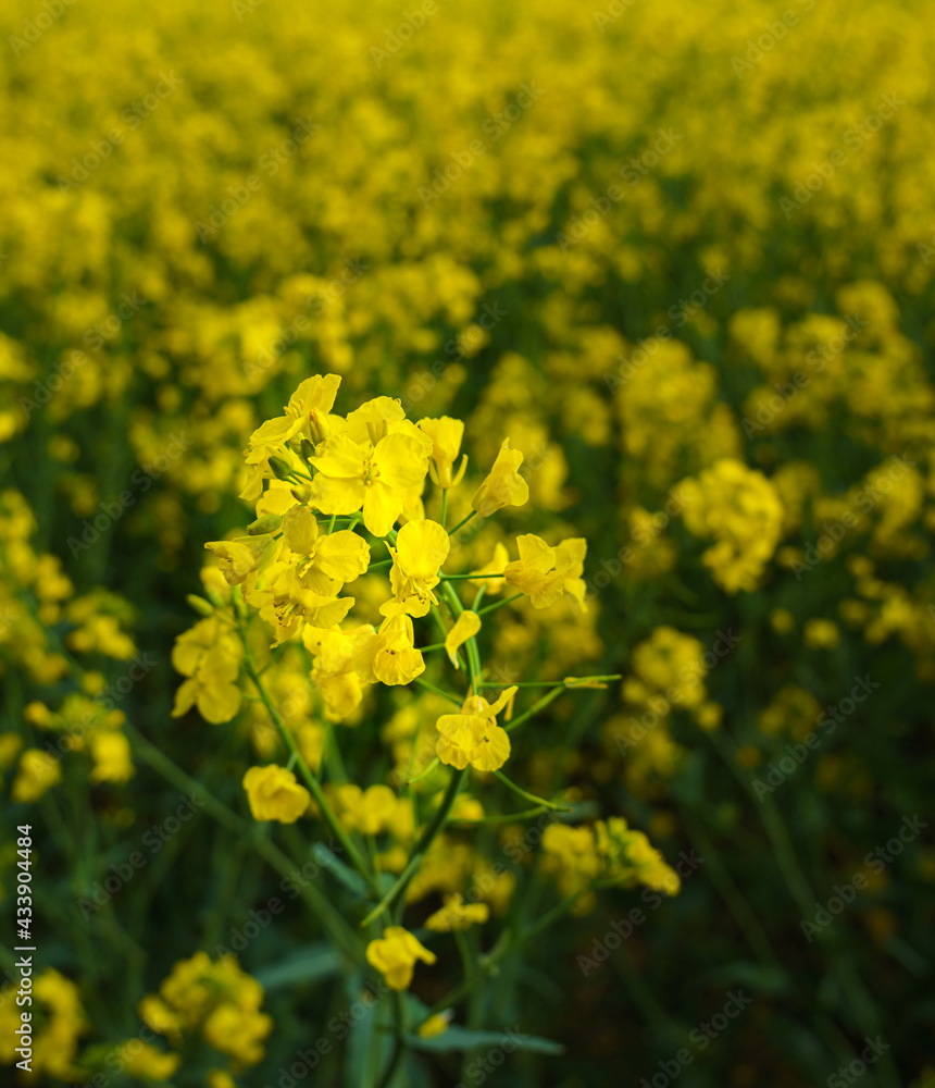 bright yellow rapeseed flowers in front of a blurred field of rapeseed bright yellow rapeseed flowers in front of a blurred field of rapeseed