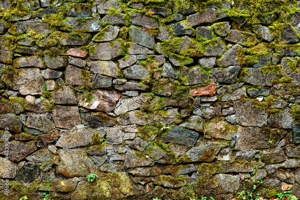 Stony wall overgrown with bryophyte and small plants. Texture of old ancient wall made of big rocks. Rocky wall grown-over with moss