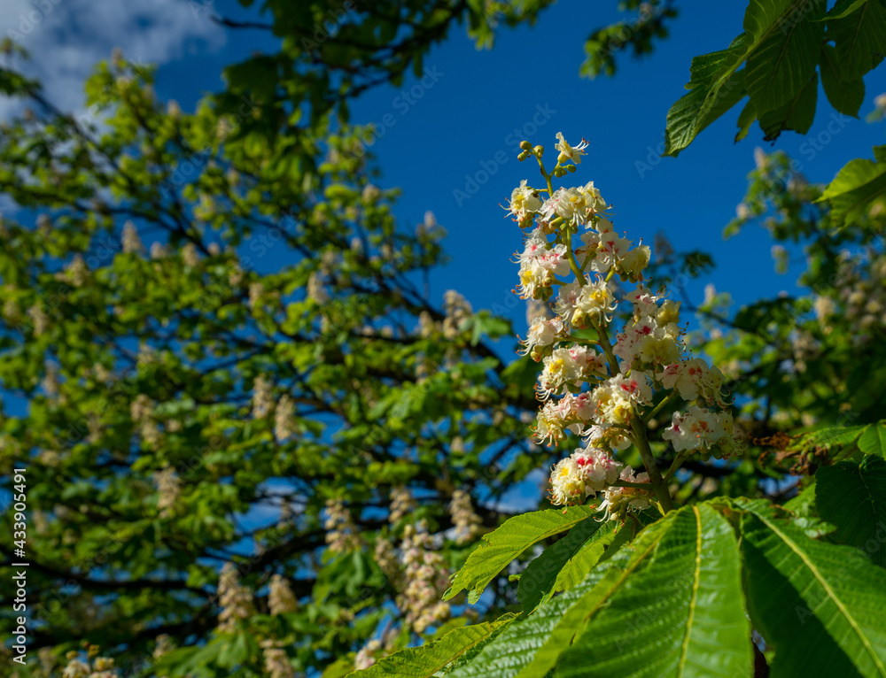 Fototapeta premium flowers on tree