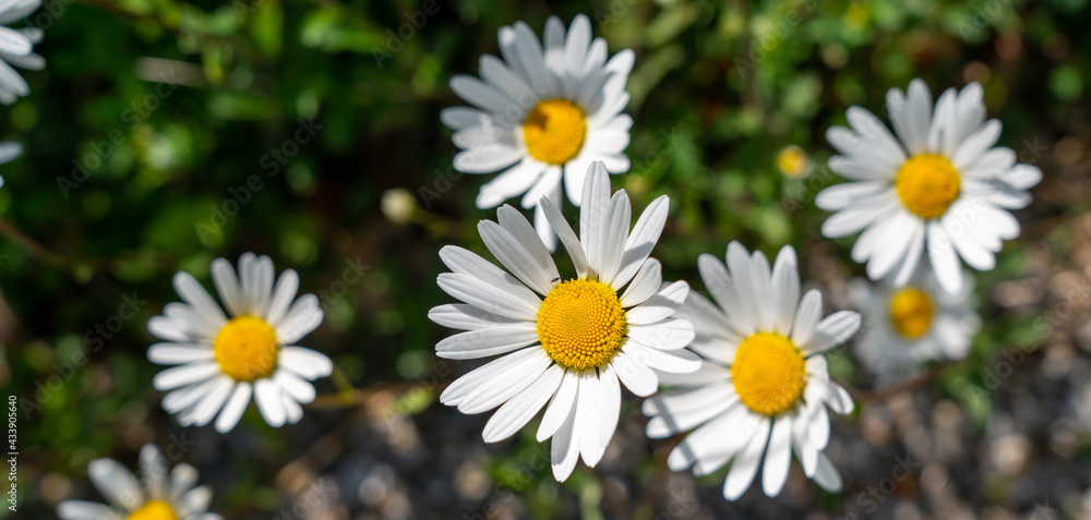white daisies in a field white daisies in a field