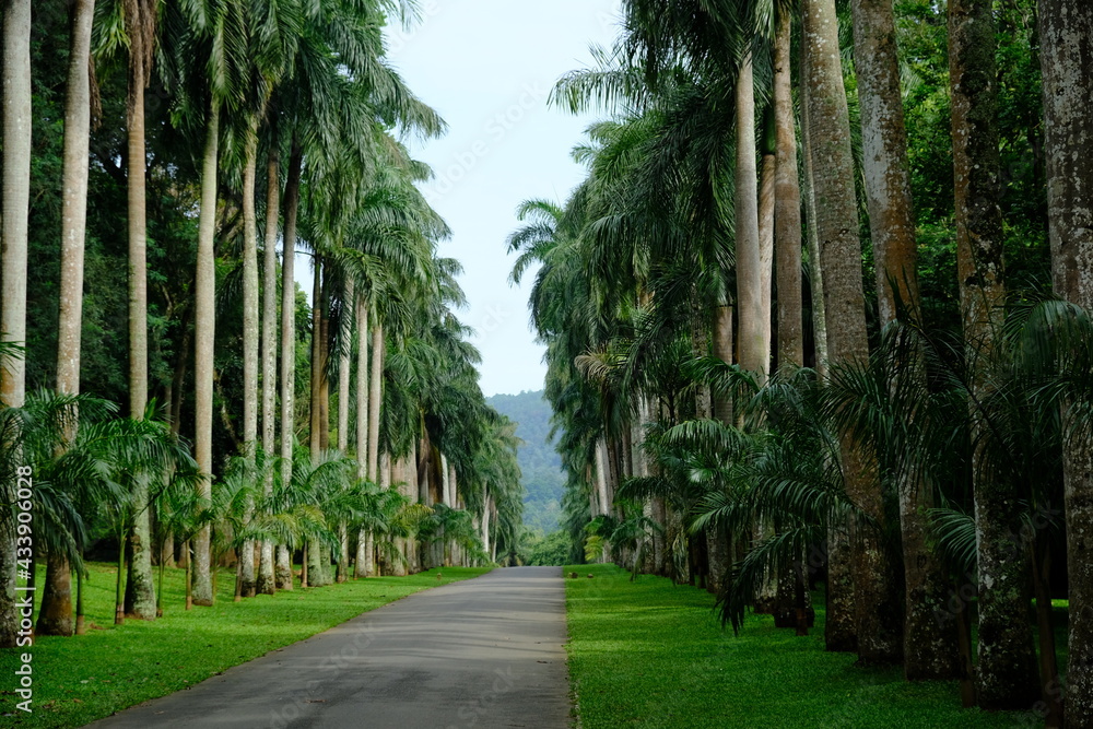 Sri Lanka - Kandy Royal Botanic Gardens