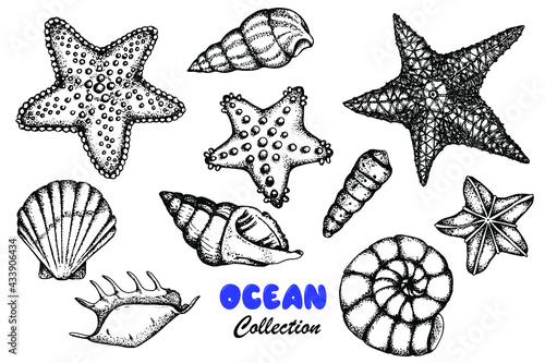 Starfish, seashells . Set of black and white stock illustrations. Hand drawing. Sketch. Isolated over white background. Engraving. Design of marine products, labels. Marine and ocean theme.