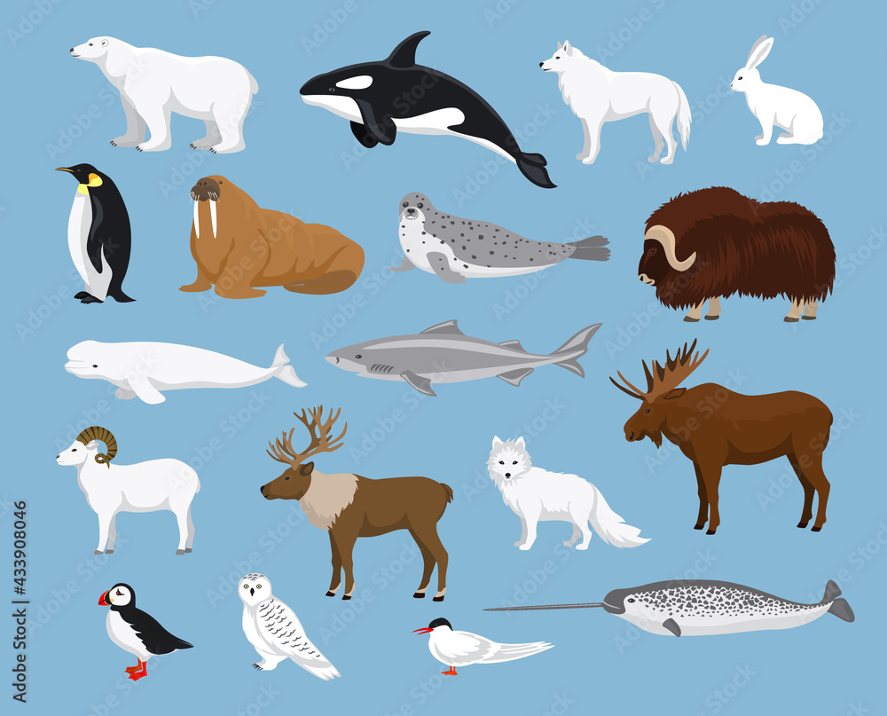Arctic animals collection with reindeer, orca, narwhal, shark, musk ox, fox, wold, puffin, tern, moose, walrus, penguin, beluga whale, hare, polar bear, harp seal, dall sheep, snowy owl Arctic animals collection with reindeer, orca, narwhal, shark, musk ox, fox, wold, puffin, tern, moose, walrus, penguin, beluga whale, hare, polar bear, harp seal, dall sheep, snowy owl