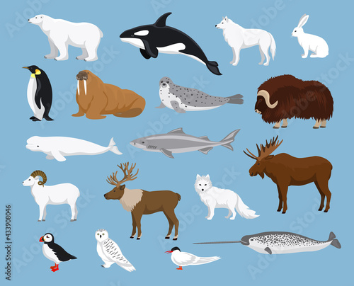 Arctic animals collection with reindeer, orca, narwhal, shark, musk ox, fox, wold, puffin, tern, moose, walrus, penguin, beluga whale, hare, polar bear, harp seal, dall sheep, snowy owl