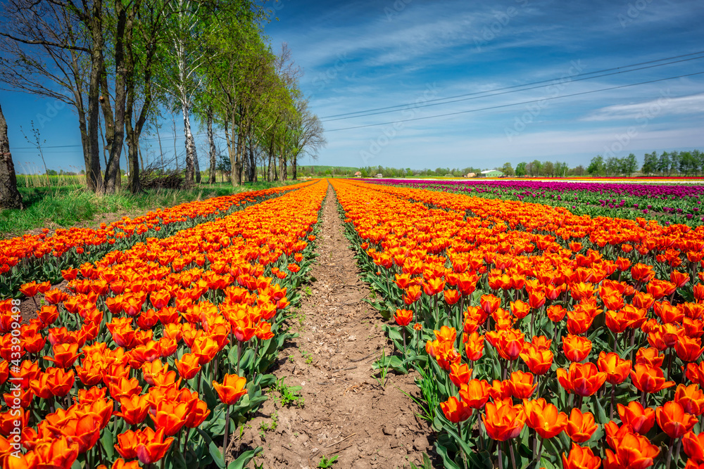 Beautiful blooming field of orange tulips in northern Poland