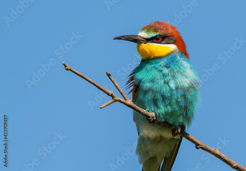 Colorful Bee-eater(merops apiaster) sitting on branch with blurred natural background.