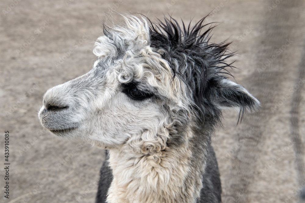  Ein junges,  niedliches  Lamafohlen. mit grau- weißem, zotteligem Fell. Die neugeborenen Lamas werden auch Cria genannt- In Südamerika werden etwa 3 Millionen Lamas als Haustiere gehalten-