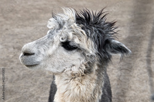  Ein junges,  niedliches  Lamafohlen. mit grau- weißem, zotteligem Fell. Die neugeborenen Lamas werden auch Cria genannt- In Südamerika werden etwa 3 Millionen Lamas als Haustiere gehalten- © Thomas