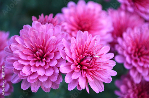 pink chrysanthemum flower