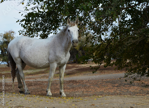 white horse in burdock © Maryag