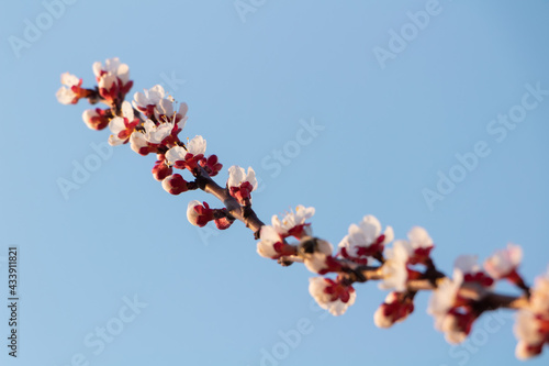 Blossoming branch of apricot tree against blue sky