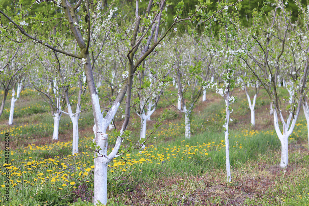 Plum orchard in bloom. Grass between the trees, the trunks are whitewashed with lime - organic gardening. Plum orchard in bloom. Grass between the trees, the trunks are whitewashed with lime - organic gardening.