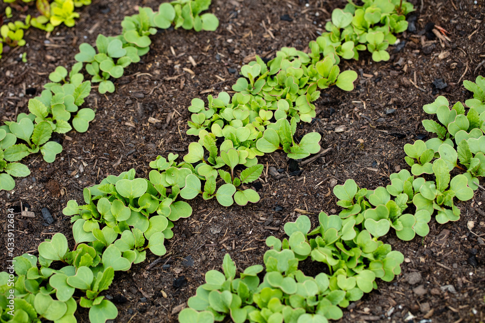 Background of fresh lettuce salad growth on the ground soil in the garden in spring season. Background of fresh lettuce salad growth on the ground soil in the garden in spring season.