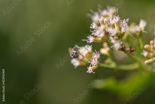 bee harvesting food from flower with copy space © Thitiwut