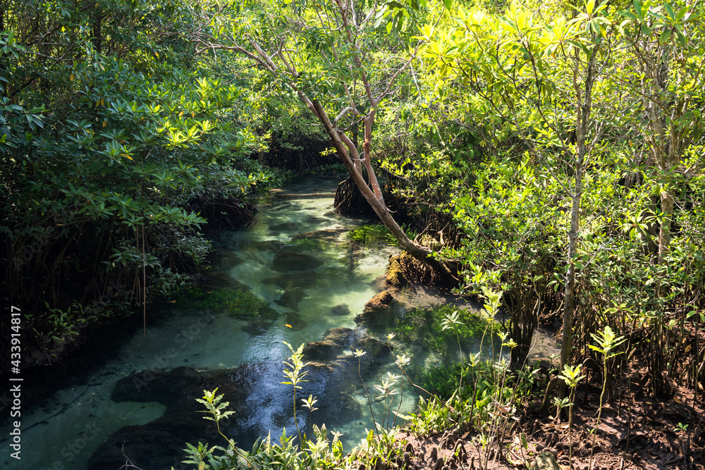 Obraz premium Tha Pom Khlong Song Nam in summer, Krabi
