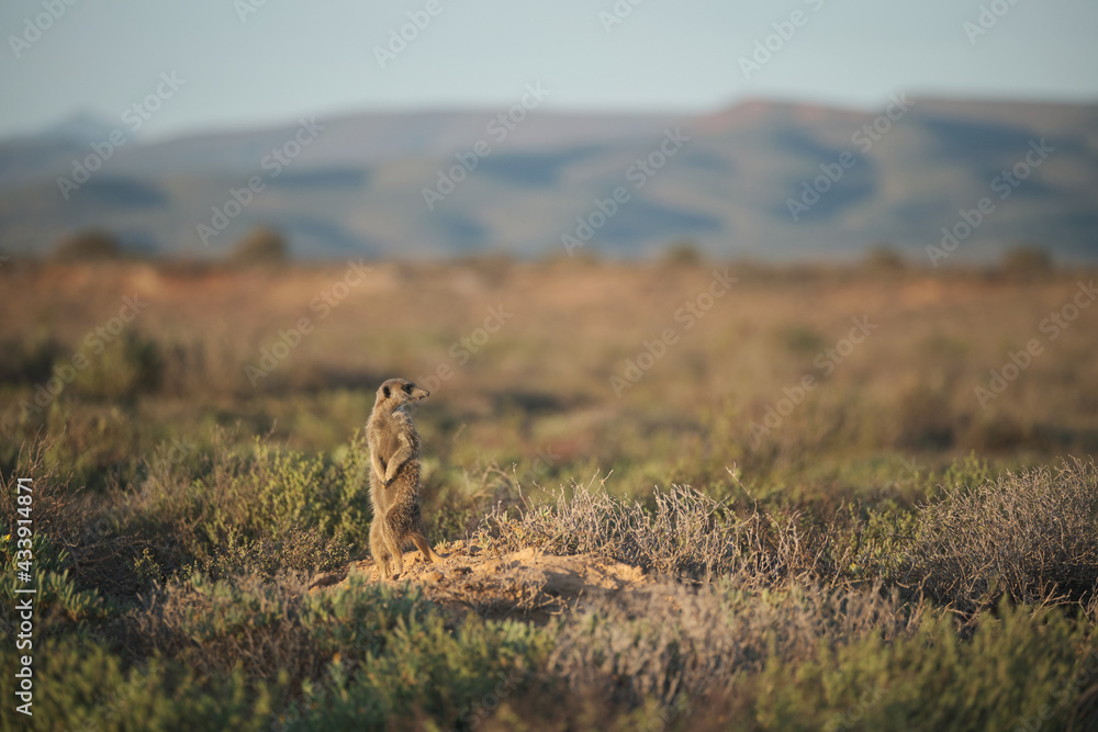 Meerkats family woke up early morning and went hunting in Oudshorn, South Afrcia Meerkats family woke up early morning and went hunting in Oudshorn, South Afrcia