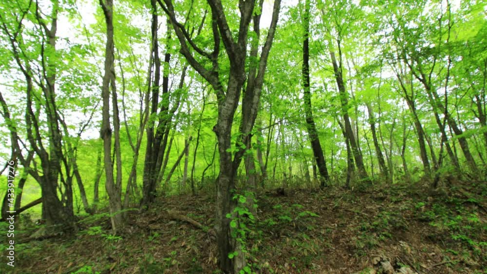 さわやかな森林 新緑 5月 さわやかな森林 新緑 5月