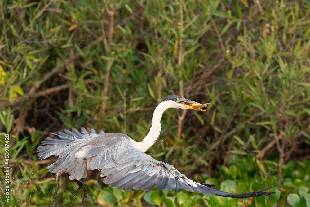 The cocoi heron (Ardea cocoi) The cocoi heron (Ardea cocoi)