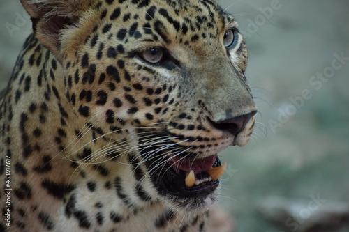 The head shot of Indian leopard.