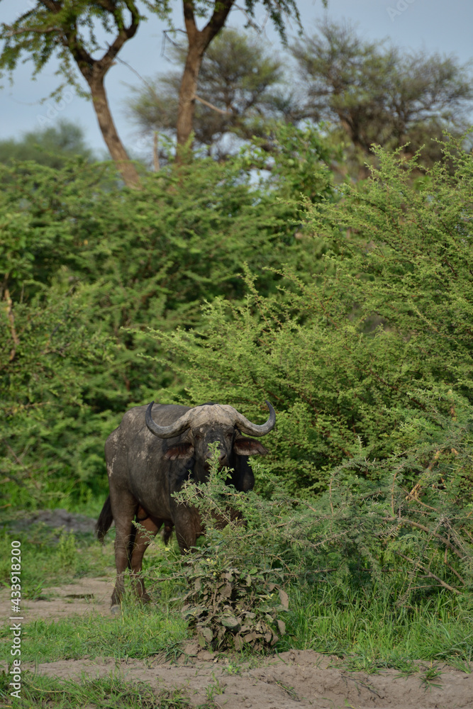 Fototapeta premium Shy