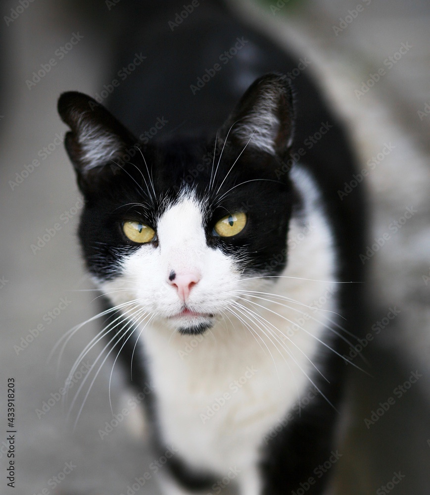 Fototapeta premium cat, kitten, affectionate, animal, yellow, eyes, black, white, small, affectionate, domestic, feline, humor, graceful, street, happy, outdoor, mammal, pet