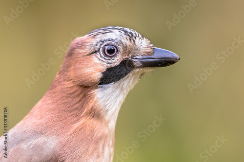 Curious Eurasian Jay head on bright background