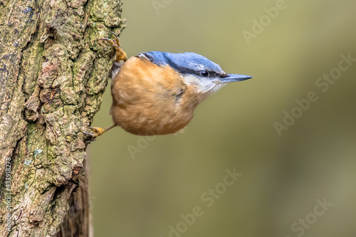 Nuthatch perched on tree trunk in forest