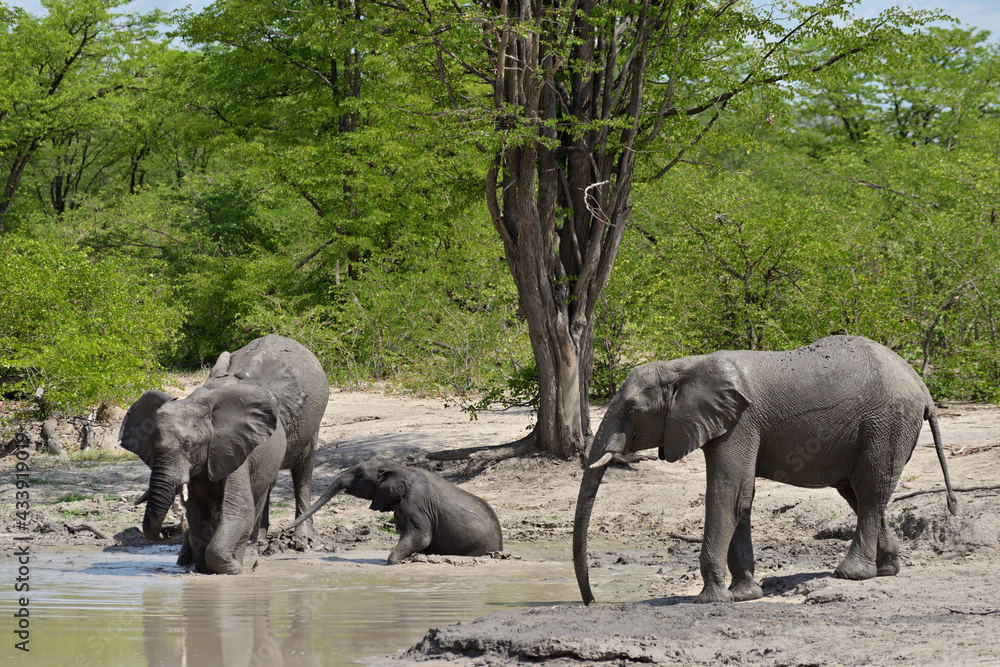 Fototapeta premium Shower time