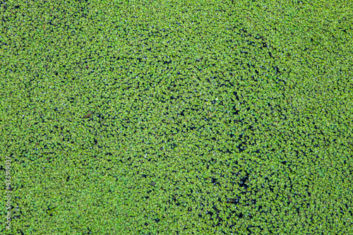 Green duckweed cover the water