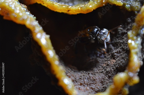 Lebah kelulut or meliponini is a stingless bee that produces honey just like honey bees