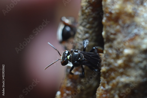 Lebah kelulut or meliponini is a stingless bee that produces honey just like honey bees