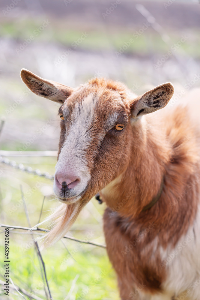 Portrait of a funny white and red goat
