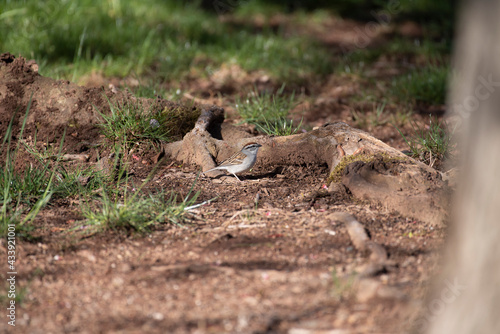 Wallpaper Mural Chipping Sparrow Torontodigital.ca