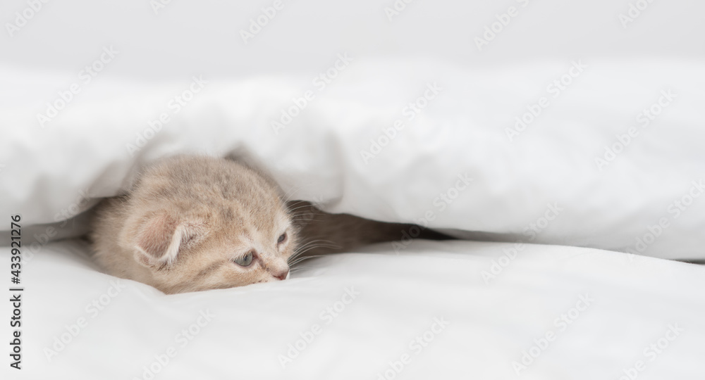Sick tabby kitten lies under warm blanket on a bed at home. Empty space for text