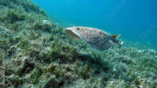 Stingrays. Leopard electric stingray. this electric ray grows up to 100 cm  feeds on fish and bottom dwellers. It hunts from an ambush  uses an electric current when attacking.