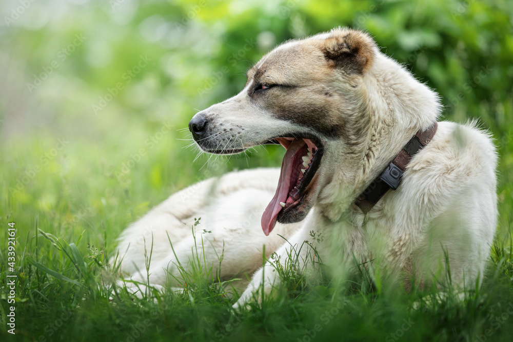 The portrait of dog on the green grass, who yawn and show his jaws with tongue in shining background