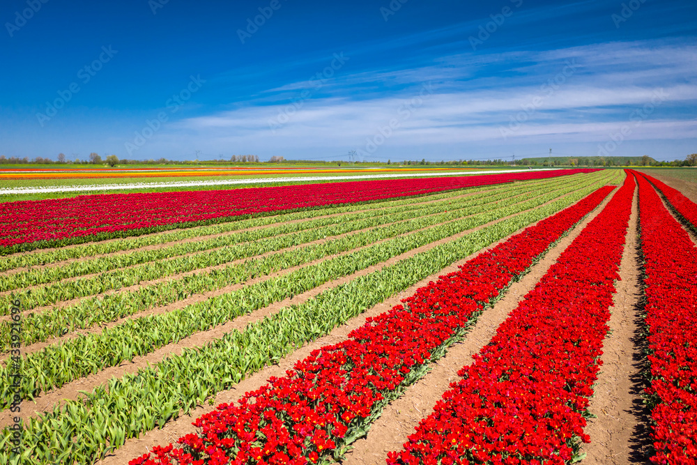 Beautiful blooming field of colorful tulips in northern Poland