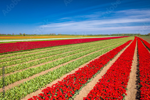 Beautiful blooming field of colorful tulips in northern Poland