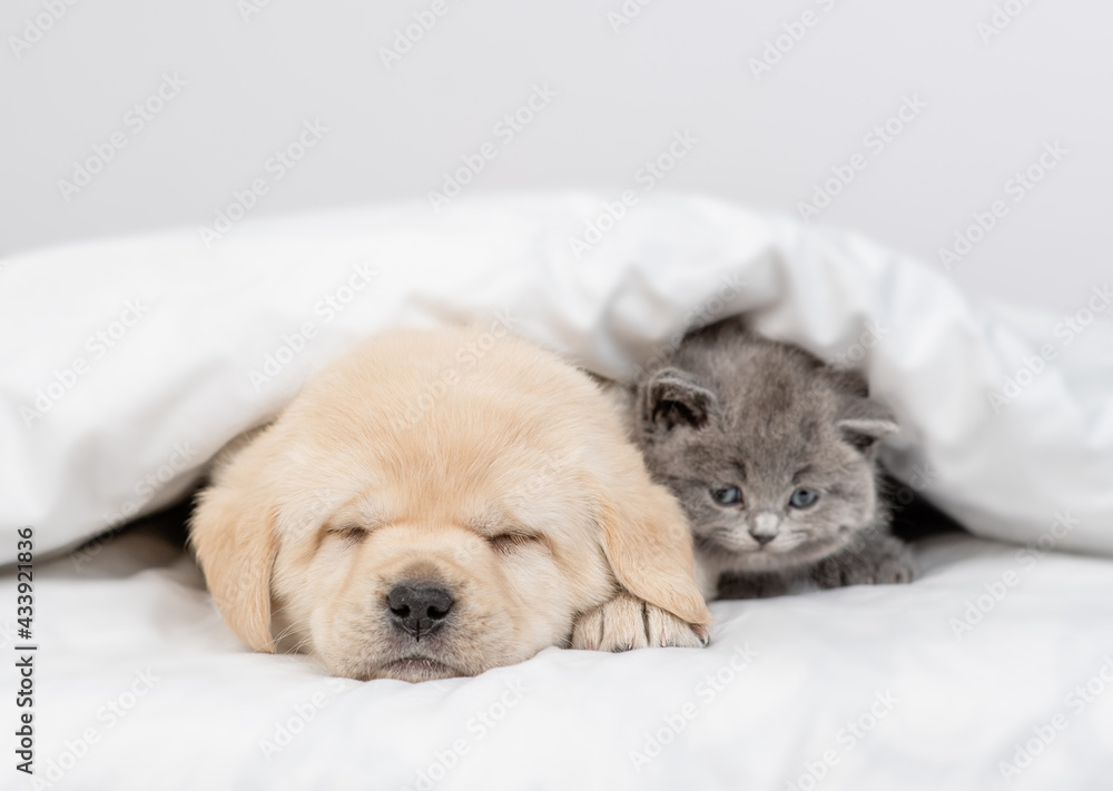 Cute kutten sleeps with Golden retriever puppy under white warm blanket on a bed at home Cute kutten sleeps with Golden retriever puppy under white warm blanket on a bed at home