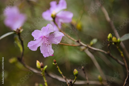 Purple Rhododendron dauricum flower grown in the garden photo