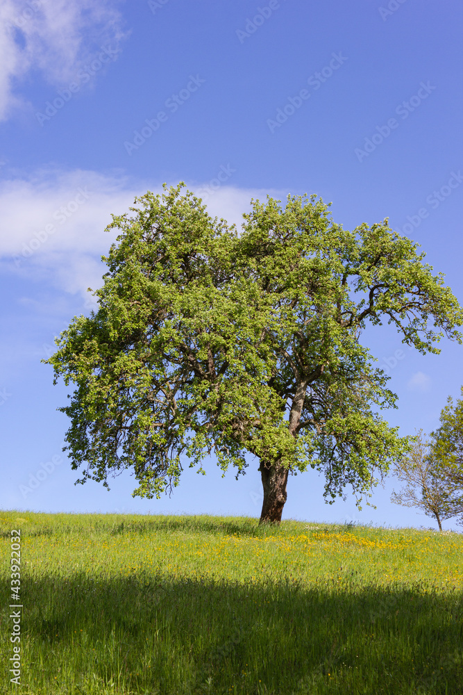 green tree under blue sky and springtime lawn green tree under blue sky and springtime lawn