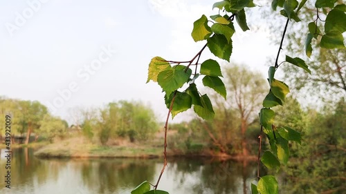 Branches of fresh green birch ver the water of pond. In the background you can see the shore with trees and fresh greenery