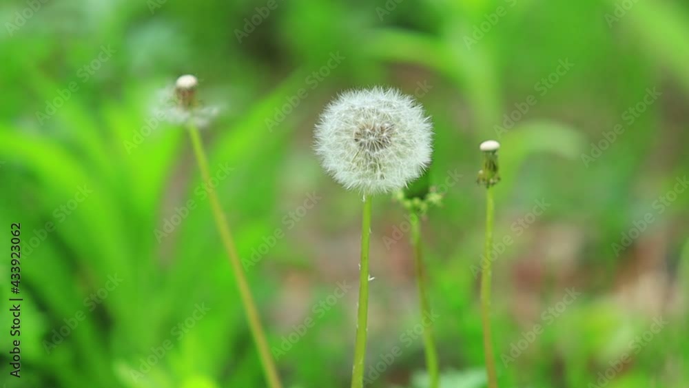 タンポポのわた毛 タンポポのわた毛