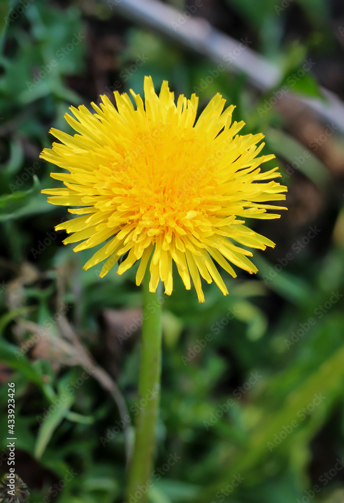 Nahaufnahme eines gewöhnlichen Löwenzahn. Daraus wird später eine Pusteblume mit dem Samen.
