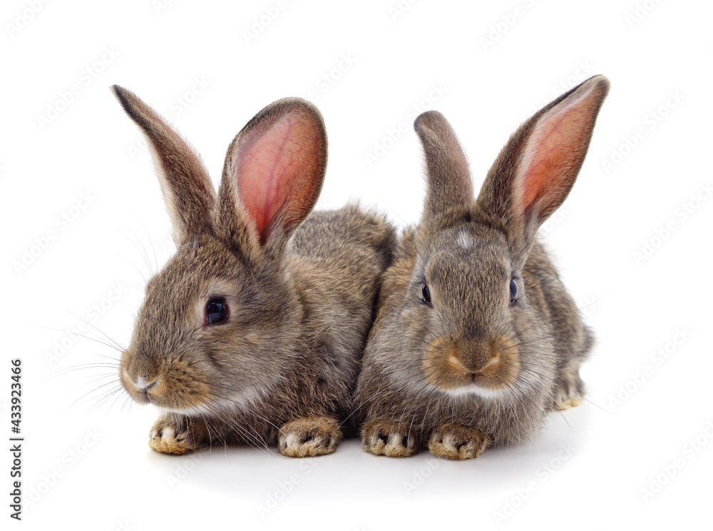 Obraz premium Two little rabbits.