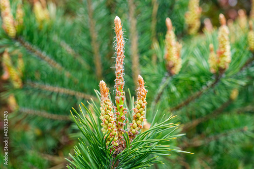 fir buds in the foreground
