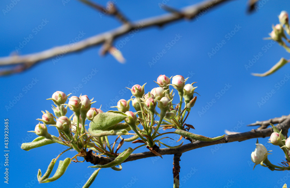 Die Blüten der Sträucher, Bäume im Frühjahr Die Blüten der Sträucher, Bäume im Frühjahr